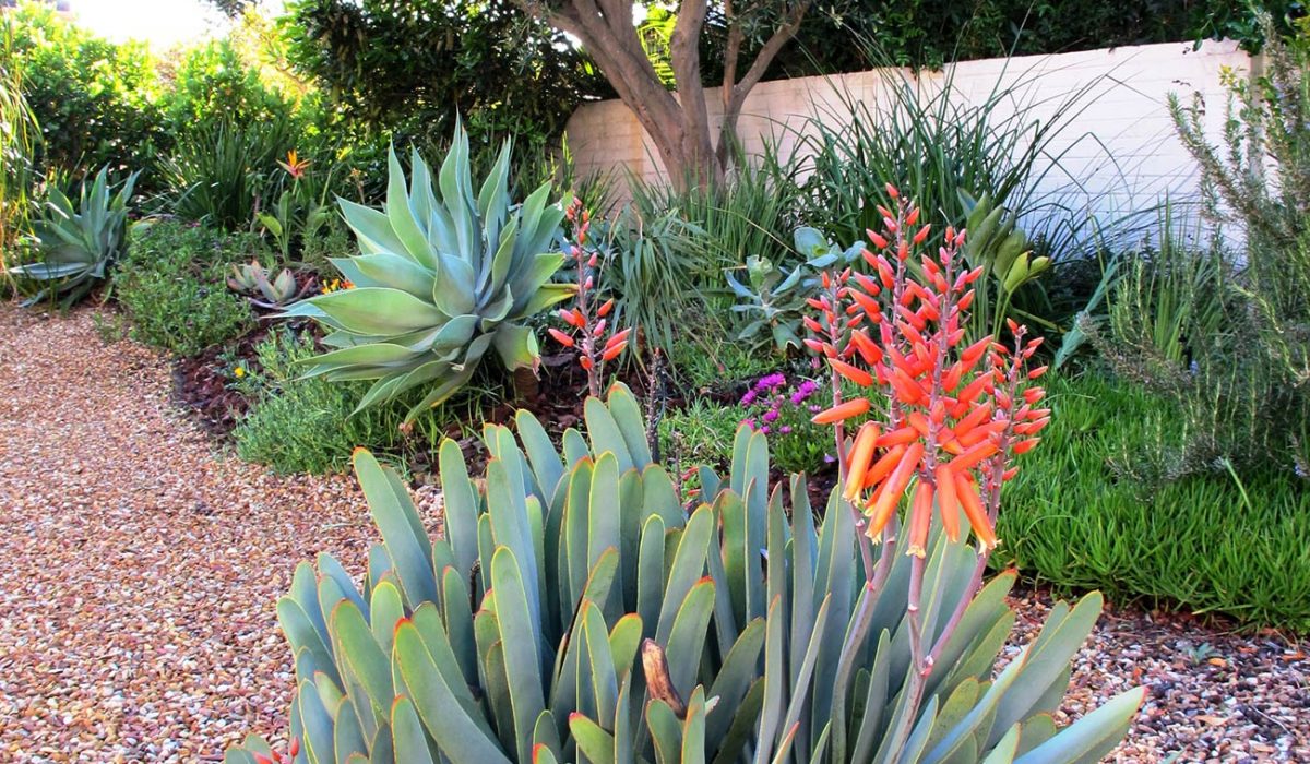 GARDEN-LURIE-MILNERTON-1